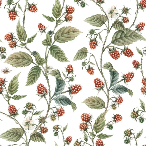 ラズベリーのシームレスなパターン 水彩の赤いベリーの背景 — ストック写真