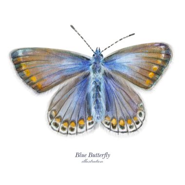 Large blue butterfly. Hand drawn illustration. 