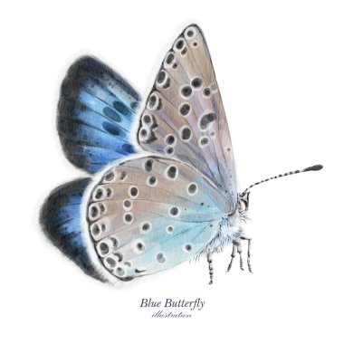 Large blue butterfly. Hand drawn illustration. 