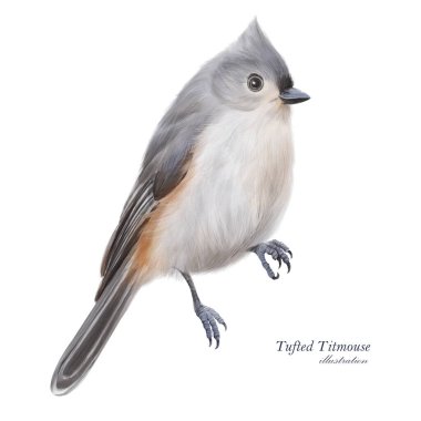Tufted Titmouse illustration. Hand drawn grey little bird. Bird sitting
