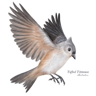 Tufted Titmouse illustration. Hand drawn grey little bird. Bird in flight