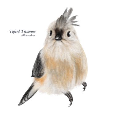 Tufted Titmouse illustration. Hand drawn grey little bird. Bird sitting