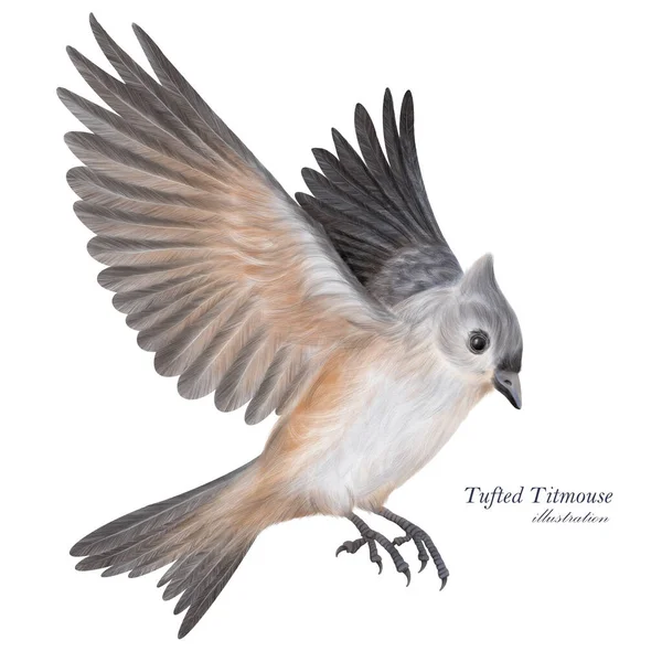 Tufted Titmouse illustration. Hand drawn grey little bird. Bird in flight