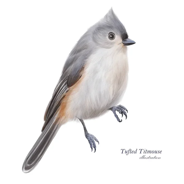Tufted Titmouse Illustration Hand Drawn Grey Little Bird Bird Sitting — Stockfoto