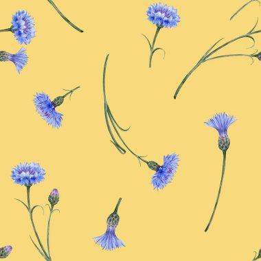 Seamless pattern blue wild flowers. Meadow cornflowers on yellow background