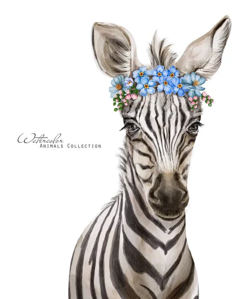 Zebra baby. Cute zebra in floral wreath. Floral crown. African animals illustration