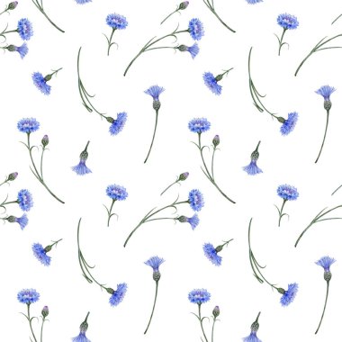 Seamless pattern blue wild flowers. Meadow cornflowers