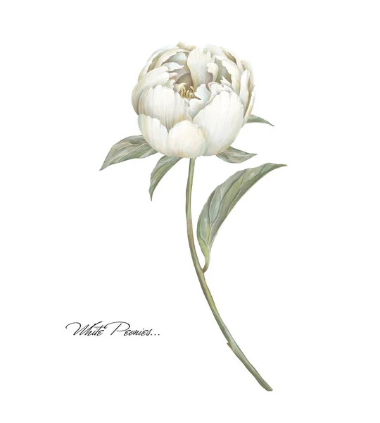 Illustrazione Peonia Bianca Fiorita Fiore Crema Beige Disegno Mano Immagine — Foto Stock