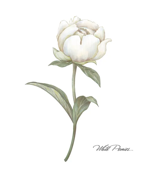 Illustrazione Peonia Bianca Fiorita Fiore Crema Beige Disegno Mano Immagine — Foto Stock