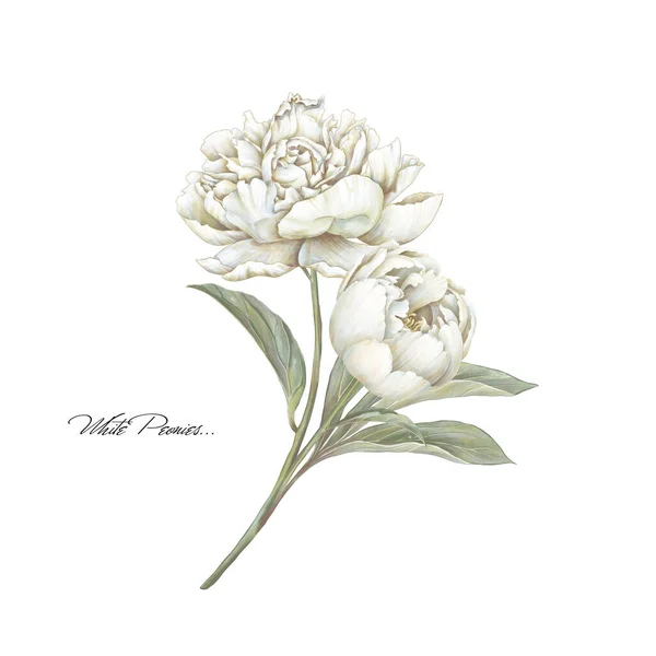 Vit Blommande Pion Illustration Beige Grädde Blomma Handritning Blommig Bild — Stockfoto