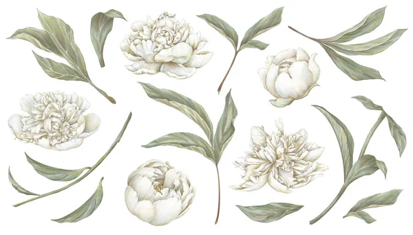 Vit Blommande Pion Illustration Beige Grädde Blommor Set Handritning Blommig — Stockfoto