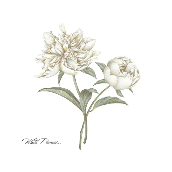Белая Цветущая Пионерская Иллюстрация Бежевый Цветок Ручной Рисунок — стоковое фото