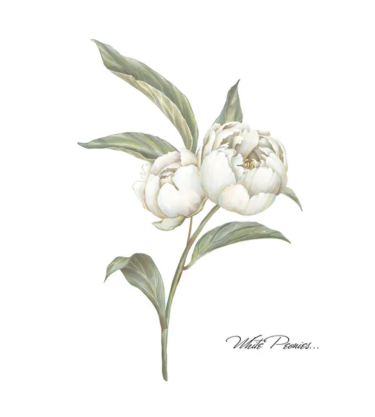 Белая Цветущая Пионерская Иллюстрация Бежевый Цветок Ручной Рисунок — стоковое фото