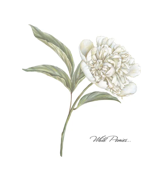 Bílá Kvetoucí Pivoňková Ilustrace Béžová Smetana Ruční Kreslení Květinový Obrázek — Stock fotografie