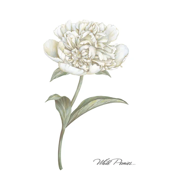 Bílá Kvetoucí Pivoňková Ilustrace Béžová Smetana Ruční Kreslení Květinový Obrázek — Stock fotografie