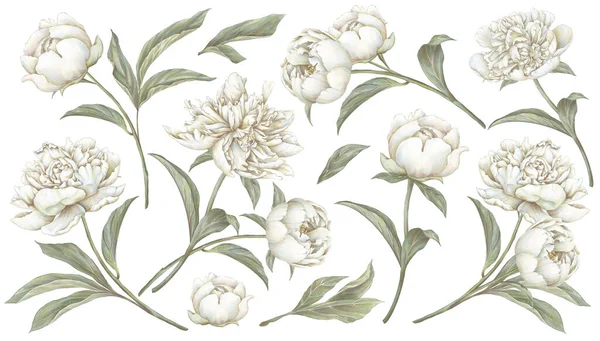 Белая Цветущая Пионерская Иллюстрация Бежевые Сливочные Цветы Ручной Рисунок — стоковое фото