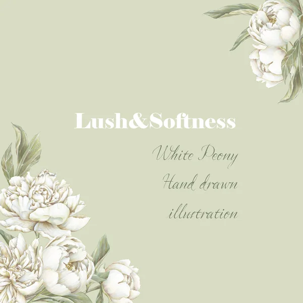 白い花の背景 牡丹の花の招待状 水彩みすぼらしいシックなスタイル — ストック写真