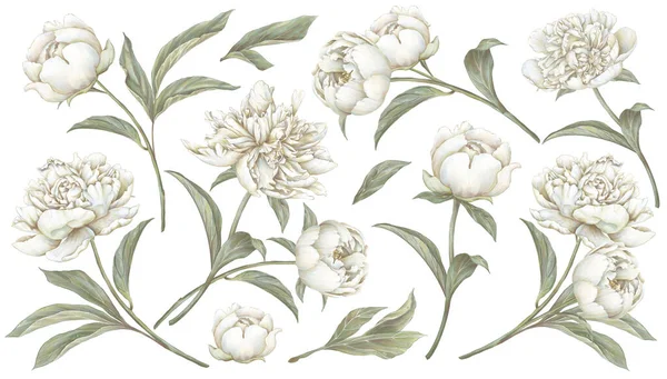 White Blooming Peony Illustration Beige Cream Flowers Set Hand Drawing — Stock Photo, Image