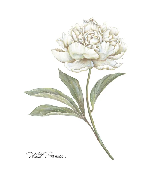 White blooming peony illustration. Beige cream flower. Hand drawing floral image.