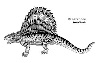 Dimetrodon. Dinozor çizimi. Siyah ve beyaz. El çizimi vektör sanatı. satır sanatı