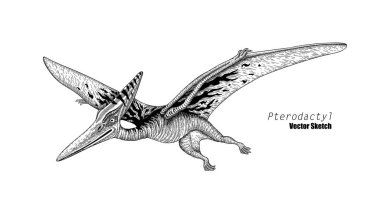 Pterodactyl. Dinozor çizimi. Siyah ve beyaz. El çizimi vektör sanatı. satır sanatı