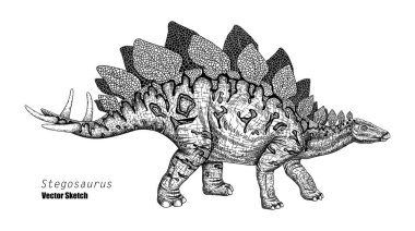 Stegosaurus. Dinozor çizimi. Siyah ve beyaz. El çizimi vektör sanatı. satır sanatı