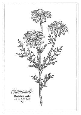 Papatya çiçeği ya da annesinin papatyası. Vektör hattı sanatı. Şifalı bitki çizimi