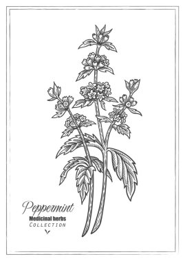 Peppermint flower. Vector line art. Medicinal herb illustration clipart