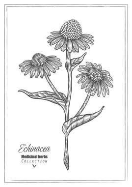 Ekinezya çiçeği. Vektör hattı sanatı. Şifalı bitki çizimi
