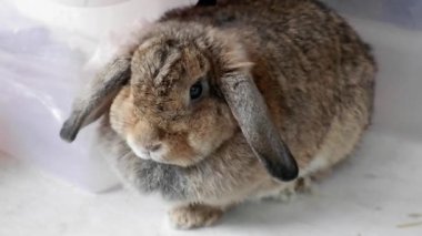 Şirin bir Holland Lop tavşanı Şişman, kahverengi kulaklı