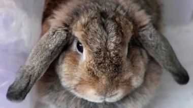 Şirin bir Holland Lop tavşanı Şişman, kahverengi kulaklı