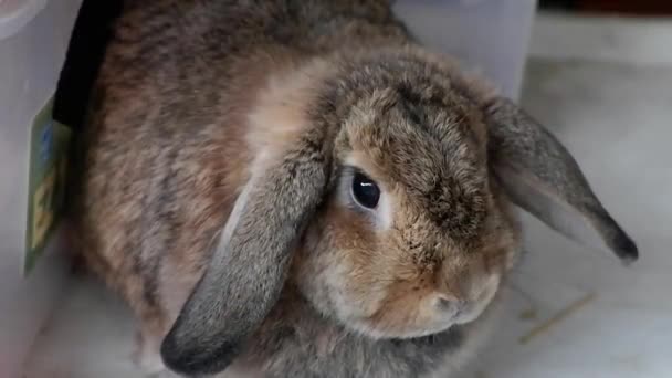 Şirin Bir Holland Lop Tavşanı Şişman Kahverengi Kulaklı — Stok video