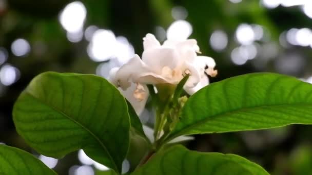 Szklane Kwiaty Kształcie Białych Jaśminów Szerszymi Ciemnozielonymi Liśćmi — Wideo stockowe