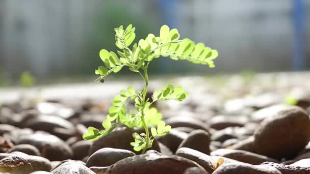 Филлантус Листья Нирури Небольшие Растения Овально Зелеными Листьями Которые Полезны — стоковое видео