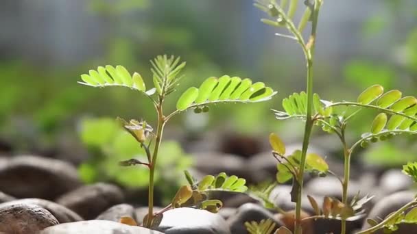 Филлантус Листья Нирури Небольшие Растения Овально Зелеными Листьями Которые Полезны — стоковое видео