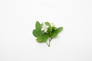 Murraya Exotica, Bunga Endonezya juga dikenal sebagai Kemuning