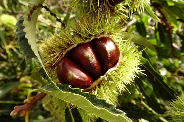 Taze kestaneler açılmak üzere