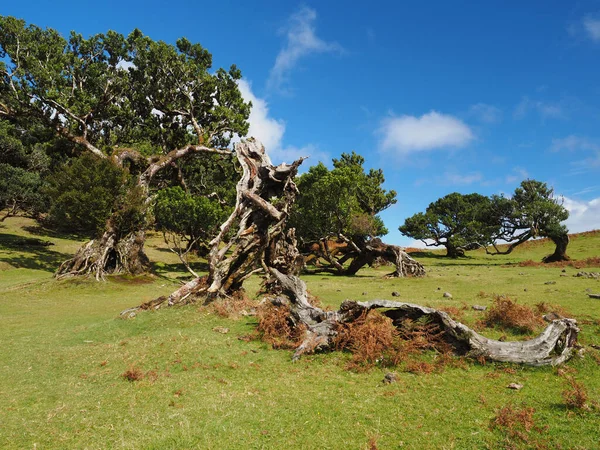 Güneşte yaşlı ağaçları olan çayır, Fanal, Madeira