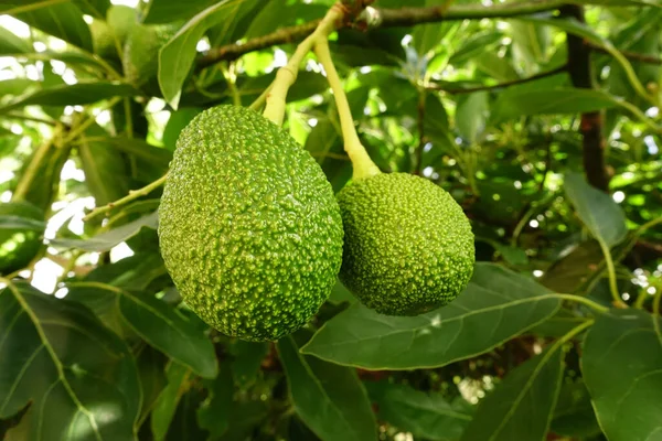 Ağaçta iki yeşil avokado.