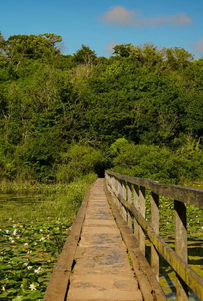 Pembrokeshire 'da bir nilüfer havuzu üzerinde küçük bir köprü