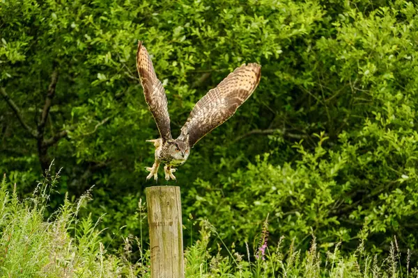 stock image Long-eared owl takes off for a flight