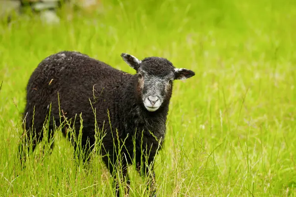 Bekar siyah kuzu merakla bakıyor