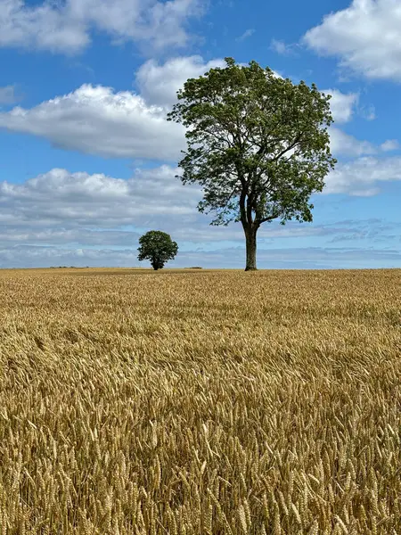 Yaz güneşinde altın buğday tarlası