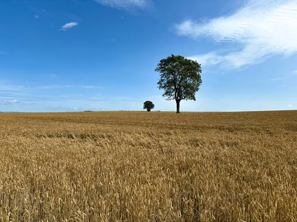Mavi gökyüzü ile altın buğday tarlası