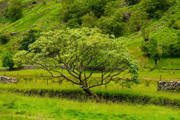 Yeşil bir kırsalda tek bir akçaağaç