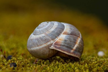 Amazing picture of the snail's house captured on the moss near the river