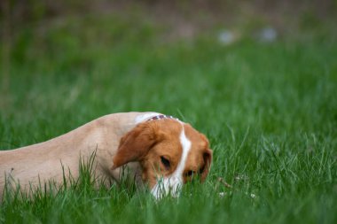 Pensive dog lying down on the meadow