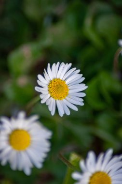 Meadow full of chamomiles growing in april