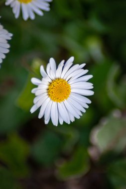 Tree wonderful chamomiles captured on the sunny day during spring season