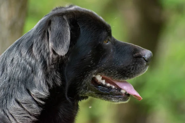 Close up head shot of happy old black labrador dog